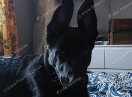 German shepherd female puppy
