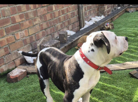 16 week old American bulldog