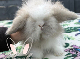 Stunning Mini Lion Lop Boys
