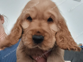 Ready to leave Show type cocker spaniels pup