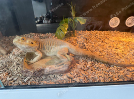 Bearded dragon