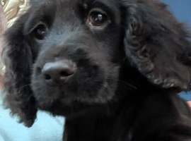 **READY NOW** Cocker Spaniel Puppies