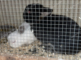 Breeding pair of Netherlands