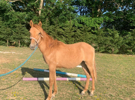 Handsome quarter horse