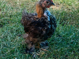 Young Pekin cockerel - Available