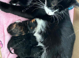Kittens for sale !