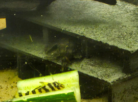 Few plecs for sale