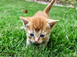 Georgous Kittens Looking For A New Home