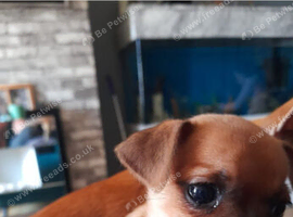 5 beautiful miniture  jug puppies