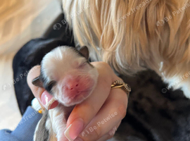 Lhasa apso X shih tzu puppies