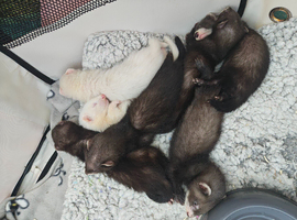 Ferrets kits - ready to go at the end of June