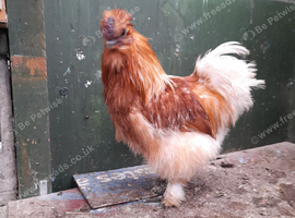 Silkie Cockerel
