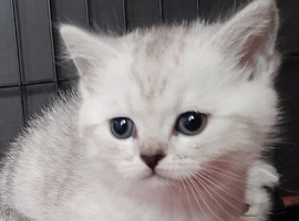 Scottish fold girl.
