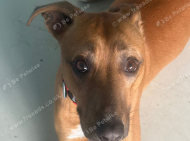Lurcher cross