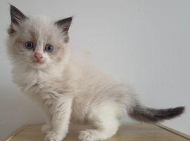 Beautiful Ragdoll Kittens