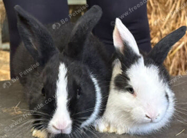 *** BABY BUNNIES** LOP CROSSES