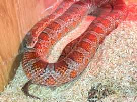 Male corn snake for sale