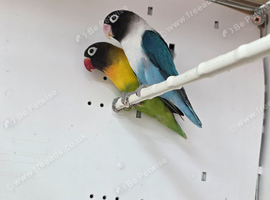 DNA pair lovebirds