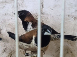 Black-faced Munia