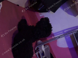 Female cockapoo