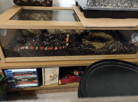 Milk snake with full set up