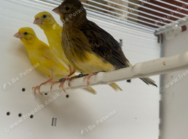 Young Fife canary