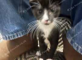 Kitten and mother (Mitch and Mimi)