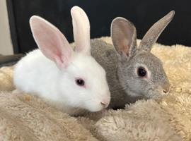Mini Rex cross 2 boys available