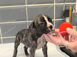 2 X 8 week old male staff bt collie mix puppies
