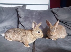 Reduced: 2 lovely little 8wk girls