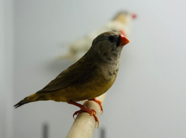 Zebra finch