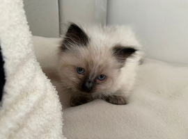 Ragdoll kitten male