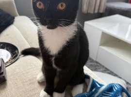 Kitten for sale