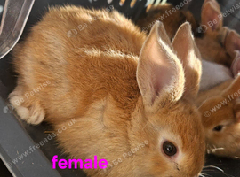 Mini lop X dutch