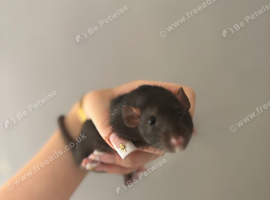 2 sister rats for sale