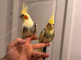 Cocktails for sale