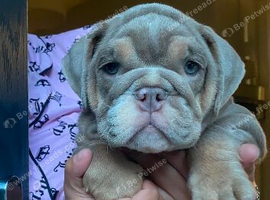 Lilac and tan English bulldog puppy