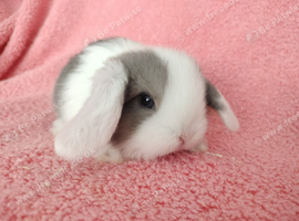 Baby mini lop rabbits for sale