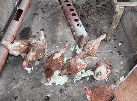 Chickens for sale