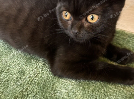 Black British shorthair kitten