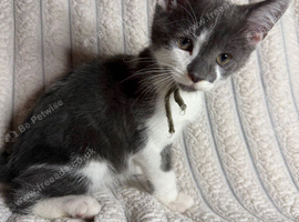 Beautiful Grey & Grey/White Microchipped Kittens &ndash; Ready Now