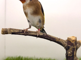 2024 goldfinch cock very healthy
