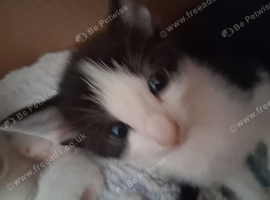 3 mixed breed kittens