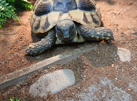 Tortoise