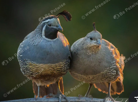 California Quails