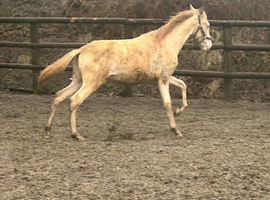 Double Dilute Andalucian filly
