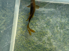 Olive green fancy long tailed goldfish