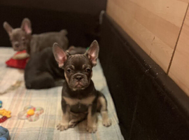 Stunning Lilac & Tan French Bulldog Puppies &ndash; Home Raised & Socialized
