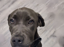 8 month Male Cane Corso