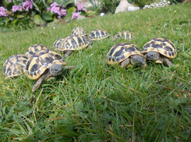 Hermann's tortoises T.h.b 2yrs old.